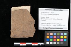 Foto (Objekt + Etikett) von Chana parschlugiana Ettingshausen (NHMW-GEO-2024-0188-0103)
